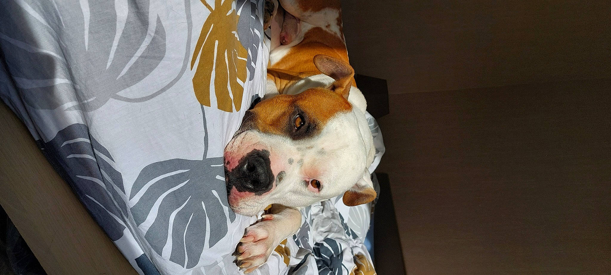 Sultan a rejoint le concours — aidez-le/la à gagner de superbes lots ! ancient_dog_breeds, canidae, carnivore, collar, comfort, companion_dog, dishware, dog, dog_breed, dog_collar, dog_supply, fawn, fur, linens, non_sporting_group, pet_supply, snout, sporting_group, whiskers, working_animal