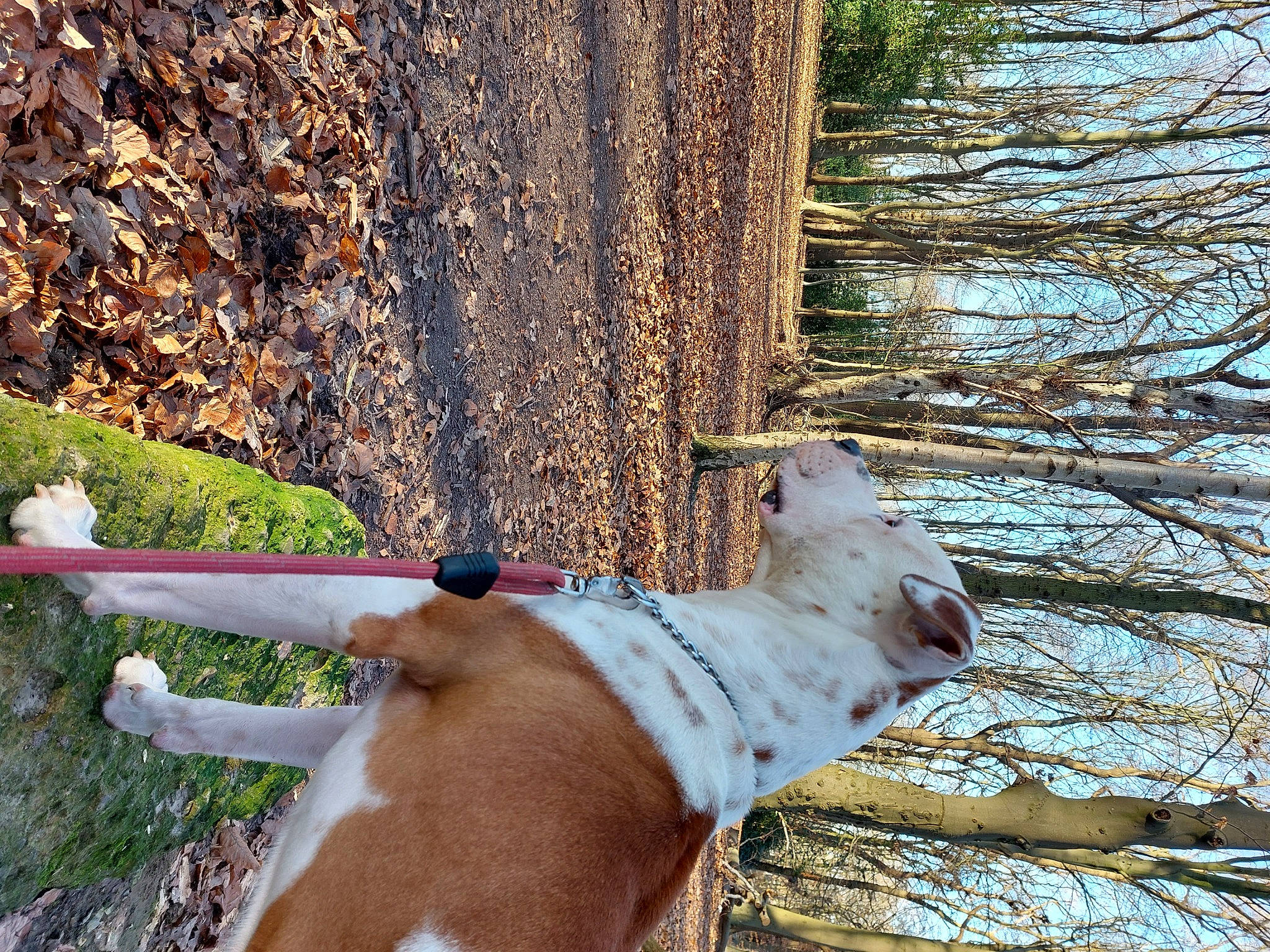 Sultan participe au concours pour gagner de l'argent avec cette photo : canidae, carnivore, collar, companion_dog, dog, dog_breed, dog_collar, fawn, grass, leash, pet_supply, plant, snout, sporting_group, tail, tree, trunk, twig, wood, working_animal