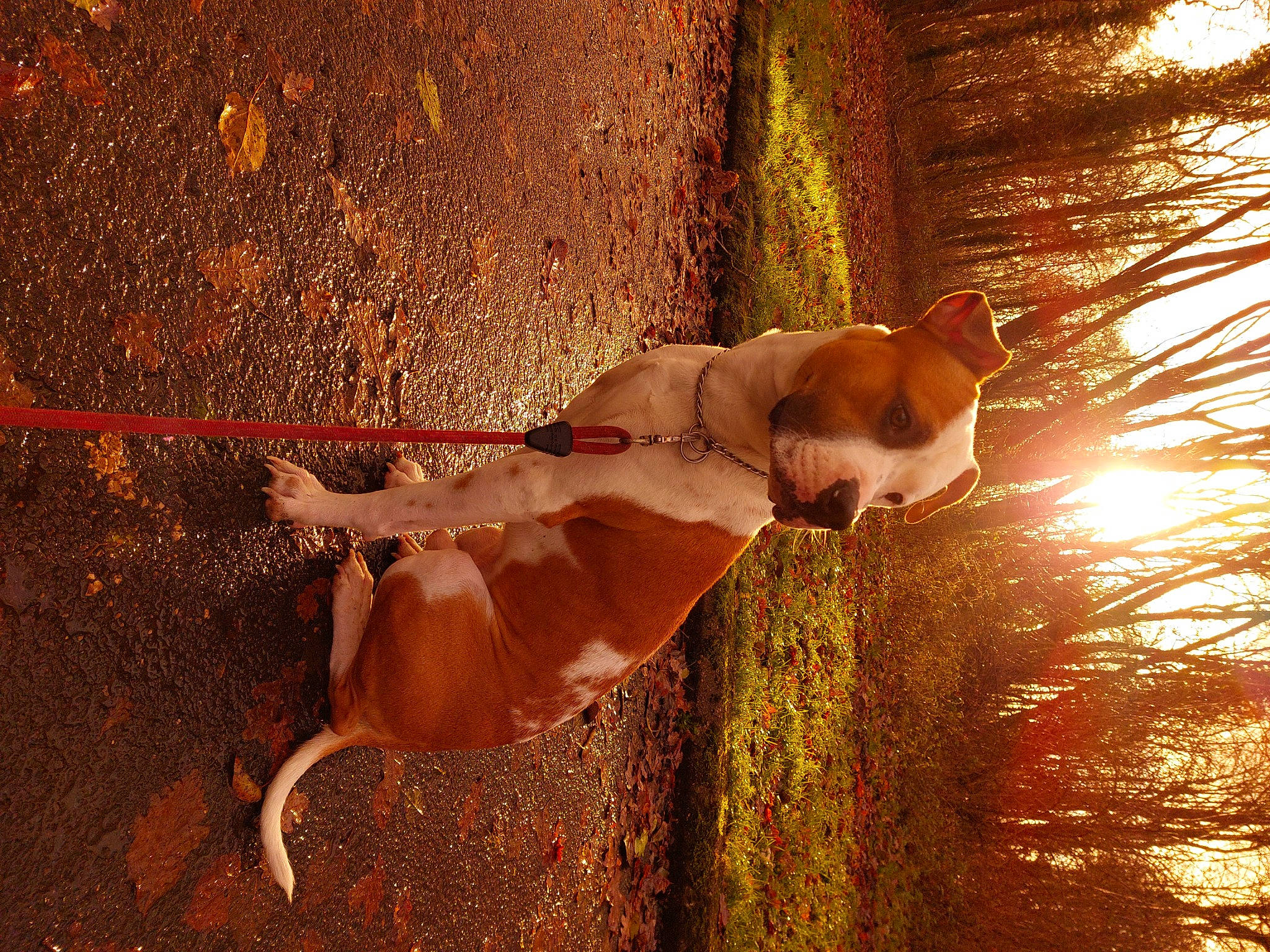 Sultan a rejoint le concours — aidez-le/la à gagner de superbes lots ! branch, dog, dog_breed, fawn, fun, grass, happy, human_leg, leg, lens_flare, people_in_nature, plant, shadow, sunlight, tail, thigh, tints_and_shades, tree, trunk, wood
