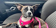 Lee-Lee joined the competition — help win amazing prizes! alert, animal, black_cloth, brindle_coat, canine, car_interior, companion, dog, door_handle, ears_up, harness, indoors, leash, leisure, pet, resting, seat, seat_fabric, travel, window