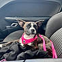 alert, animal, black_cloth, brindle_coat, canine, car_interior, companion, dog, door_handle, ears_up, harness, indoors, leash, leisure, pet, resting, seat, seat_fabric, travel, window