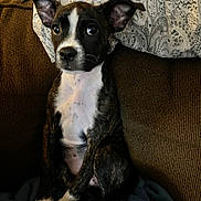 Lee-Lee joined the competition — help win amazing prizes! alert, animal, blanket, brindle, brown, companion, couch, cozy, cute, dog, domestic, ears, fur, indoor, pet, pillow, puppy, sitting, white, young