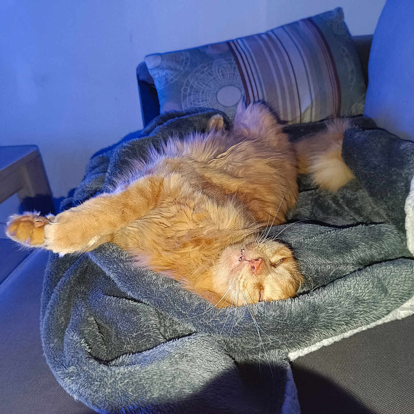 Lilou participe au concours pour gagner de l'argent avec cette photo : abyssinian, animal, architecture, armchair, blanket, building, cat, chair, couch, cushion, furniture, homedecor, indoors, linen, livingroom, manx, person, pet, room, sleeping
