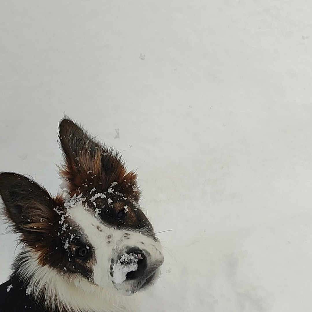 Vasco a rejoint le concours — aidez-le/la à gagner de superbes lots ! animal, blizzard, canine, collie, dog, face, head, husky, nature, outdoors, person, pet, photography, portrait, puppy, snout, snow, storm, terrier, winter