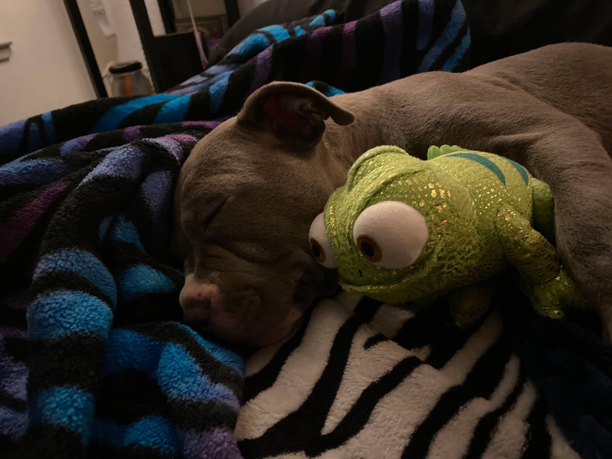 Flynn Ryder joined the competition — help win amazing prizes! art, baby_toys, bed, bed_sheet, bedding, bedtime, blanket, comfort, fur, linens, pattern, picture_frame, plush, room, stuffed_toy, teddy_bear, terrestrial_animal, textile, toy, wool