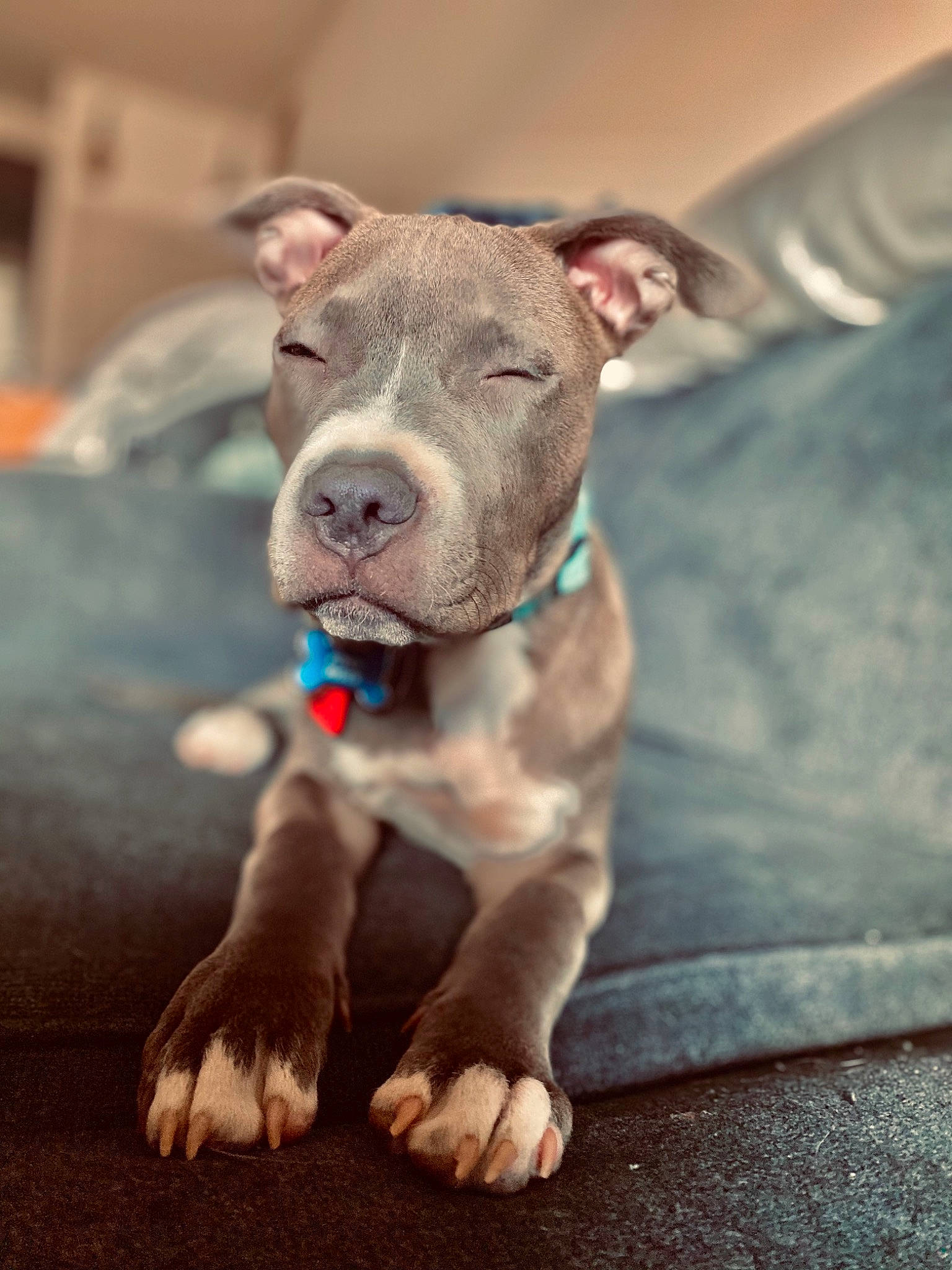 Flynn Ryder joined the competition — help win amazing prizes! canidae, carnivore, collar, companion_dog, dog, dog_breed, fawn, flesh, fur, non_sporting_group, snout, sporting_group, terrestrial_animal, whiskers, working_animal, wrinkle