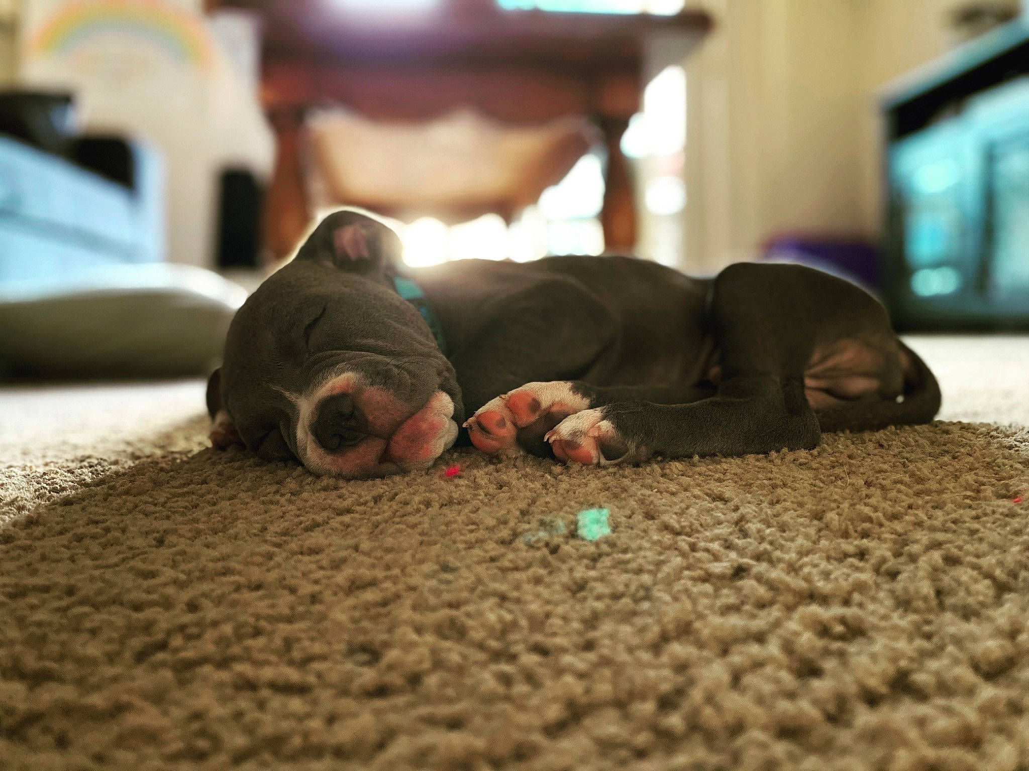 Flynn Ryder joined the competition — help win amazing prizes! audio_equipment, carpet, comfort, companion_dog, crawling, dog_breed, fawn, floor, flooring, foot, hardwood, human_body, human_leg, linens, mammal, snout, sporting_group, toy, vertebrate, wood