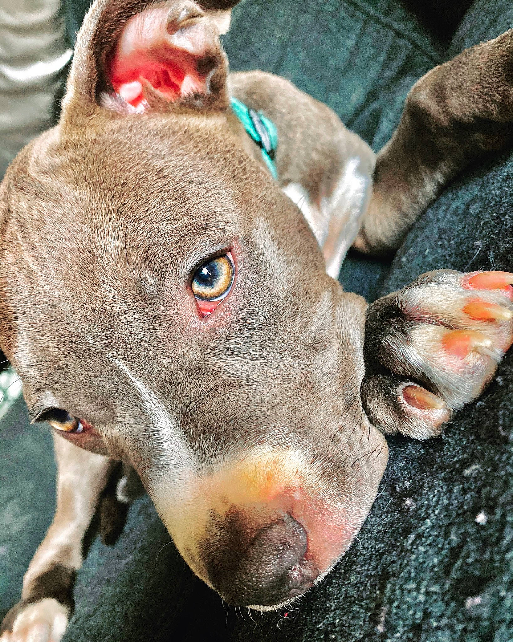 Flynn Ryder is registered to the contest to win money with this photo: canidae, carnivore, collar, companion_dog, dog, dog_breed, dog_collar, ear, fawn, fur, liver, non_sporting_group, snout, sporting_group, whiskers, working_animal