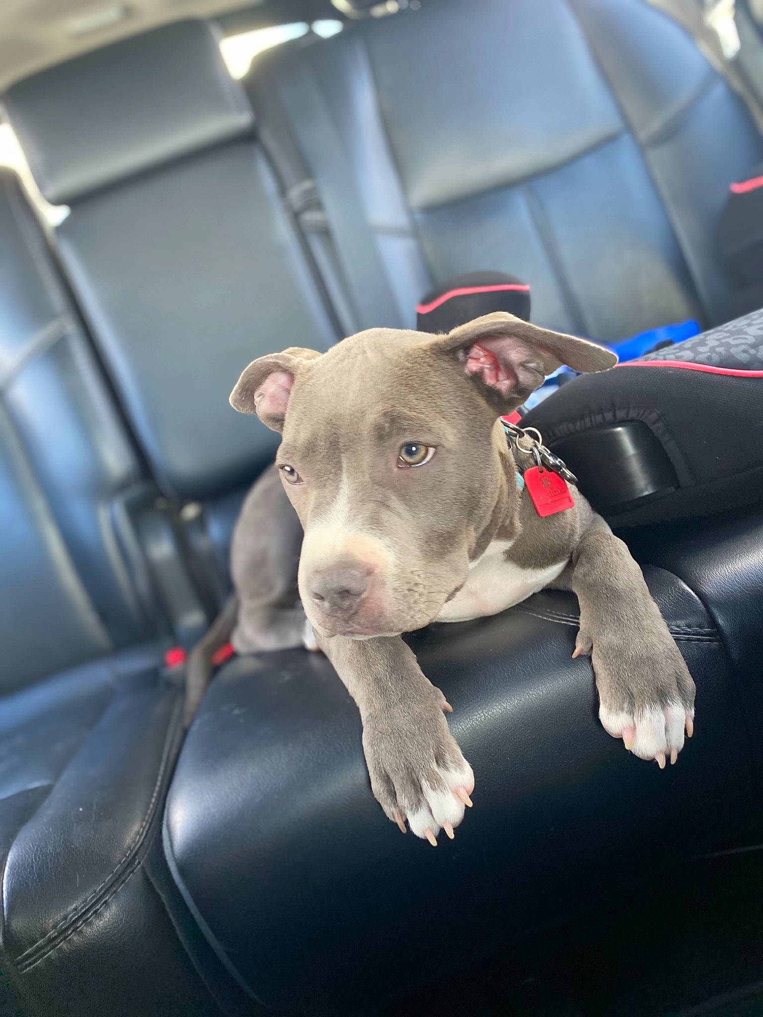 Flynn Ryder joined the competition — help win amazing prizes! auto_part, automotive_design, car, carnivore, collar, companion_dog, dog, dog_breed, fawn, grey, hood, land_vehicle, motor_vehicle, snout, sporting_group, steering_wheel, vehicle, vehicle_door, windshield, working_animal