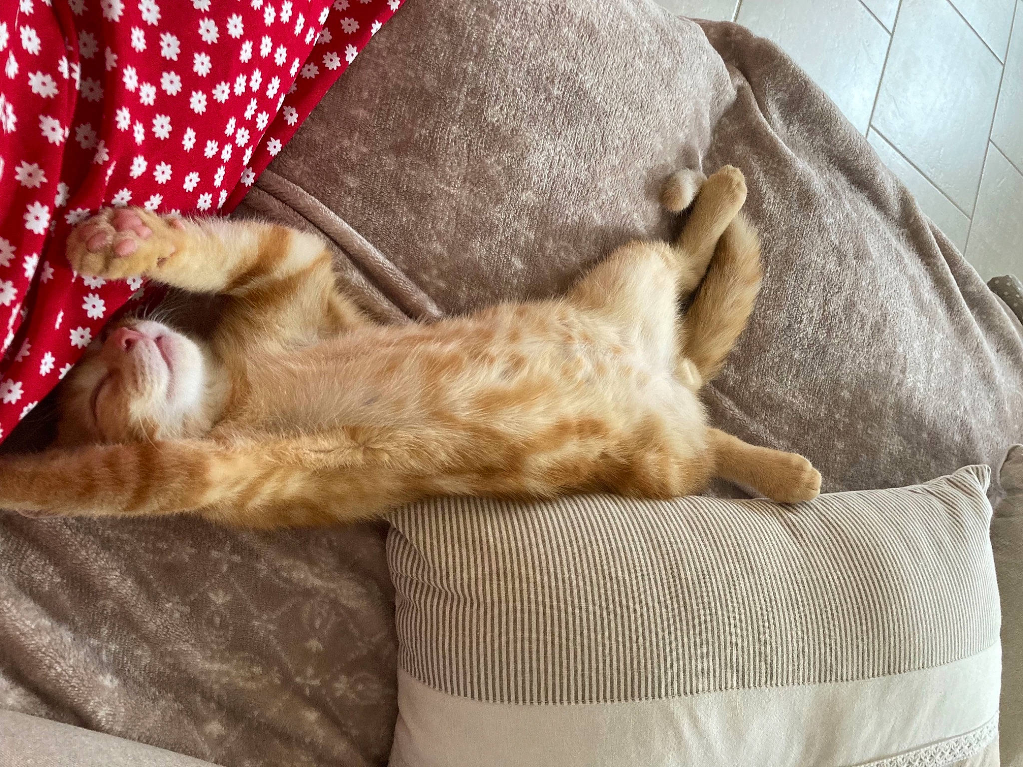 Simba participe au concours pour gagner de l'argent avec cette photo : carnivore, cat, claw, comfort, domestic_short_haired_cat, fawn, felidae, fur, gesture, human_leg, linens, nap, pattern, paw, small_to_medium_sized_cats, sporting_group, tail, textile, whiskers, wood