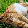 animal, cat, close_up, curious, daylight, ears, fur, grass, greenery, ground, lying_down, mammal, nature, orange_cat, outdoor, pet, relaxed, resting, whiskers, white_fur