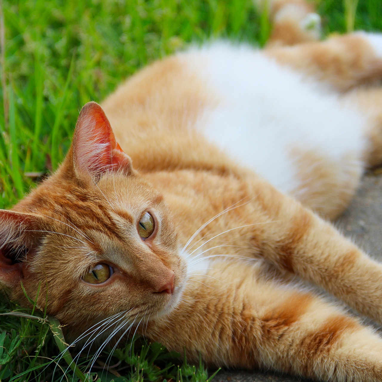 Orange