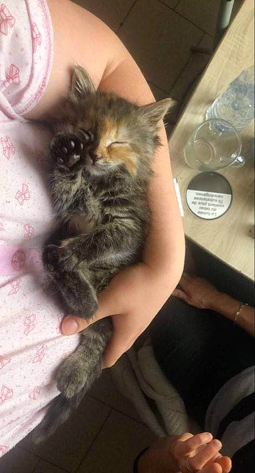 Mia participe au concours pour gagner de l'argent avec cette photo : carnivore, cat, claw, comfort, domestic_short_haired_cat, felidae, finger, fur, gesture, human_leg, lap, nail, paw, sitting, small_to_medium_sized_cats, tail, thigh, whiskers