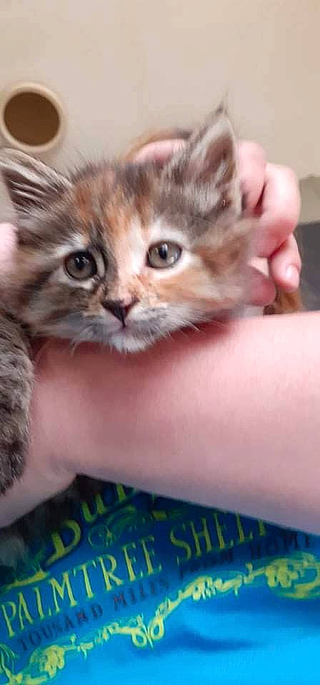 Mia a rejoint le concours — aidez-le/la à gagner de superbes lots ! carnivore, cat, claw, comfort, domestic_short_haired_cat, ear, fawn, felidae, finger, fur, gesture, hand, nail, paw, photo_caption, small_to_medium_sized_cats, snout, thumb, whiskers