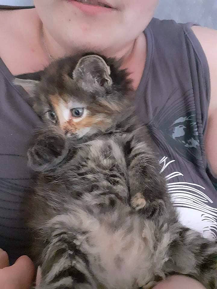 Mia a rejoint le concours — aidez-le/la à gagner de superbes lots ! carnivore, cat, claw, comfort, domestic_short_haired_cat, ear, fawn, felidae, fur, grey, lap, mammal, paw, sitting, skin, small_to_medium_sized_cats, snout, tail, vertebrate, whiskers