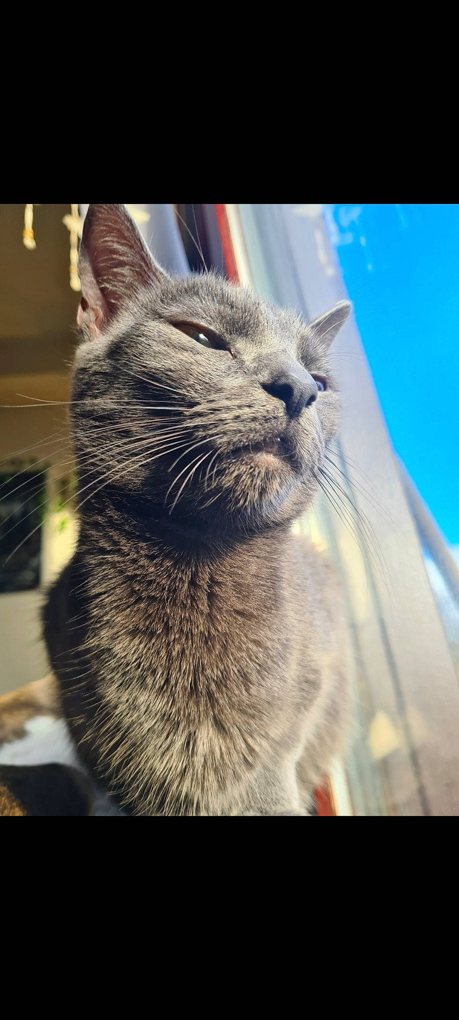 Tessa is registered to the contest to win money with this photo: carnivore, cat, cloud, domestic_short_haired_cat, ear, felidae, fur, paw, sky, small_to_medium_sized_cats, snout, terrestrial_animal, whiskers, wildlife, window