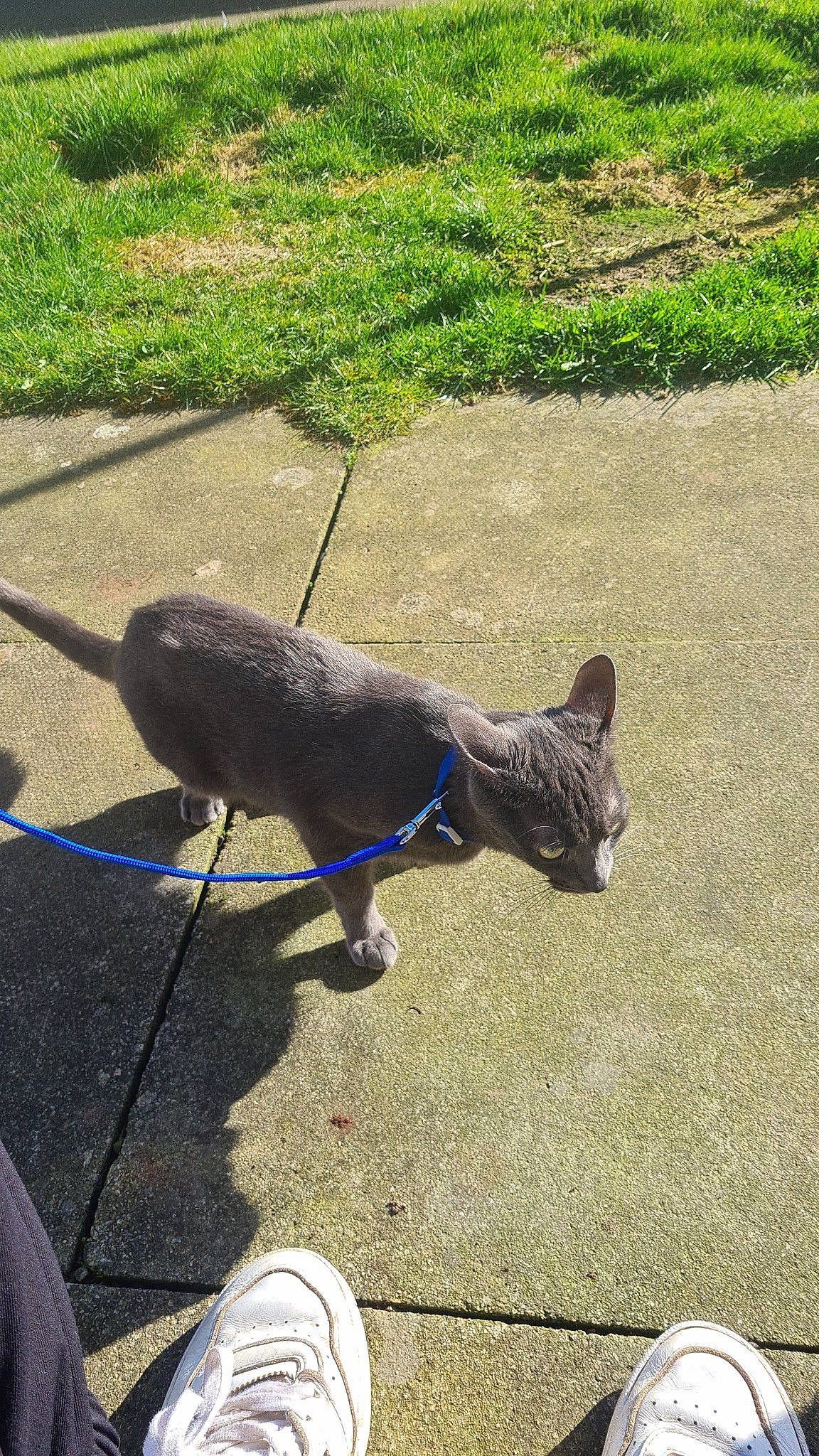 Tessa joined the competition — help win amazing prizes! art, asphalt, carnivore, cat, dog_breed, electric_blue, fawn, felidae, grass, leash, plant, road_surface, sculpture, sidewalk, small_to_medium_sized_cats, snout, sporting_group, tail, terrestrial_animal, working_animal