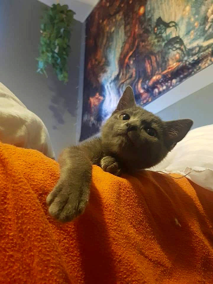 Tessa joined the competition — help win amazing prizes! art, carnivore, cat, claw, comfort, domestic_short_haired_cat, fawn, felidae, flooring, fur, organism, paw, picture_frame, plant, room, small_to_medium_sized_cats, snout, tail, whiskers, wood