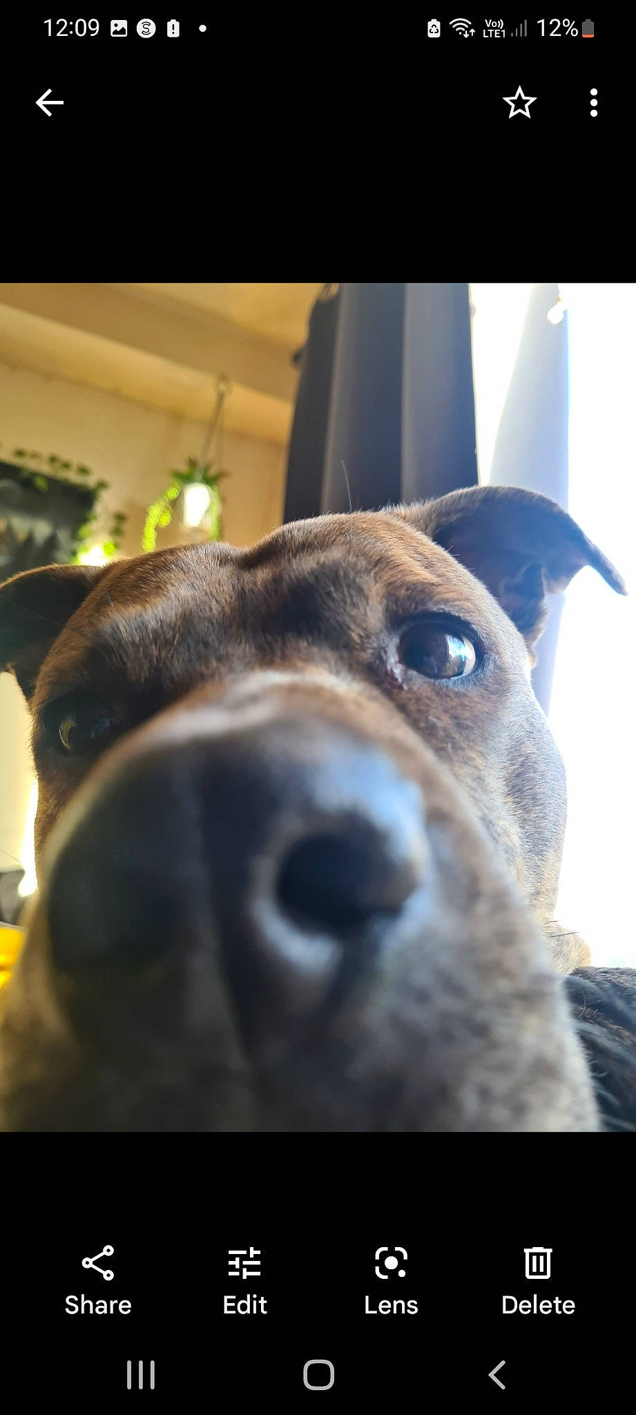 Peev is registered to the contest to win money with this photo: canidae, carnivore, collar, companion_dog, dog, dog_breed, ear, electric_blue, fawn, fur, jaw, non_sporting_group, pet_supply, photography, selfie, sporting_group, terrestrial_animal, whiskers, working_animal