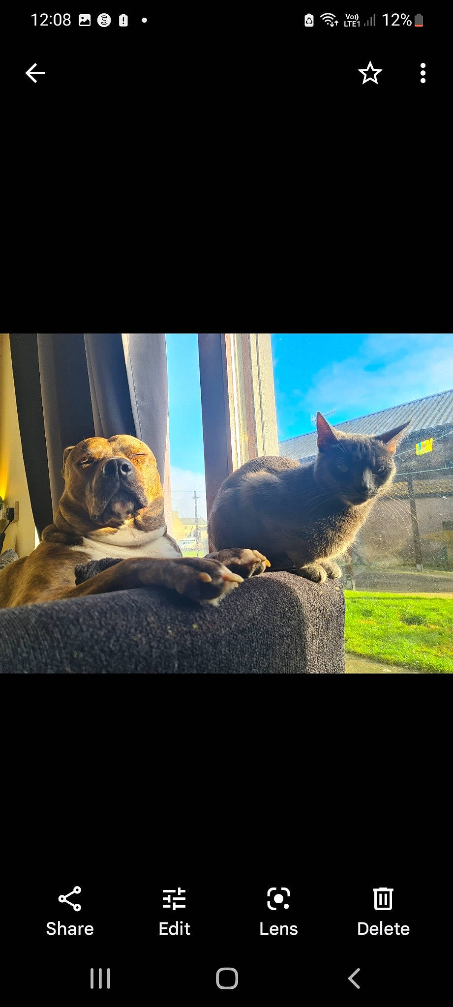 Peev joined the competition — help win amazing prizes! canidae, carnivore, cat, cloud, comfort, curtain, dog_breed, fawn, felidae, grass, plant, sky, small_to_medium_sized_cats, snout, tail, terrestrial_animal, tints_and_shades, tree, whiskers, window