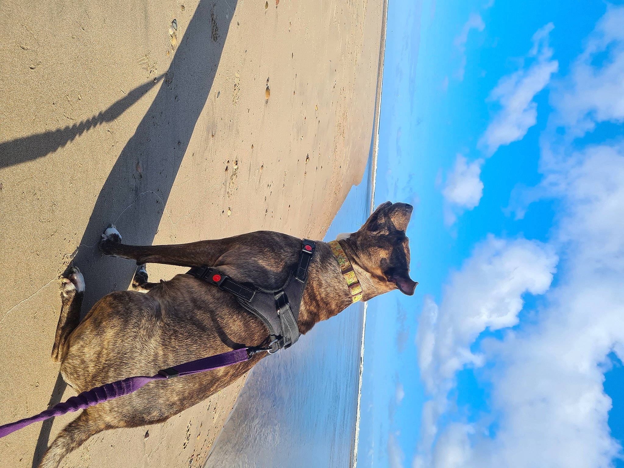 Peev is registered to the contest to win money with this photo: blue, carnivore, cloud, collar, cumulus, dog, dog_breed, dog_collar, fashion_accessory, fawn, leash, pet_supply, sky, snout, sporting_group, tail, water, wind, window, working_animal