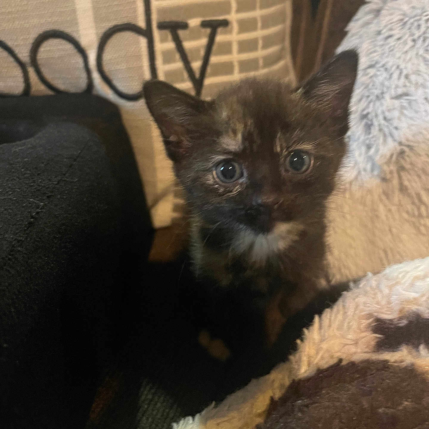 Snickers Catpachino joined the competition — help win amazing prizes! animal, blanket, cat, closeup, comfort, cozy, curious, cushion, cute, feline, fur, home, indoor, kitten, pet, resting, small, soft, tortoiseshell, young
