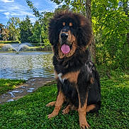 Venom participe au concours pour gagner de l'argent avec cette photo : dog, fluffy, sitting, grass, pond, fountain, water, tree, nature, outdoor, sunlight, sky, canine, animal, park, greenery, tongue, mane, summer, peaceful