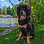 dog, fluffy, sitting, grass, pond, fountain, water, tree, nature, outdoor, sunlight, sky, canine, animal, park, greenery, tongue, mane, summer, peaceful