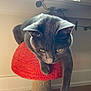cat, gray_cat, cat_perch, mushroom_shape, red, indoor, window, plant, greenery, fur, pet, relaxed, yellow_eyes, wooden_floor, sunlight, cozy, home, animal, cute, whiskers