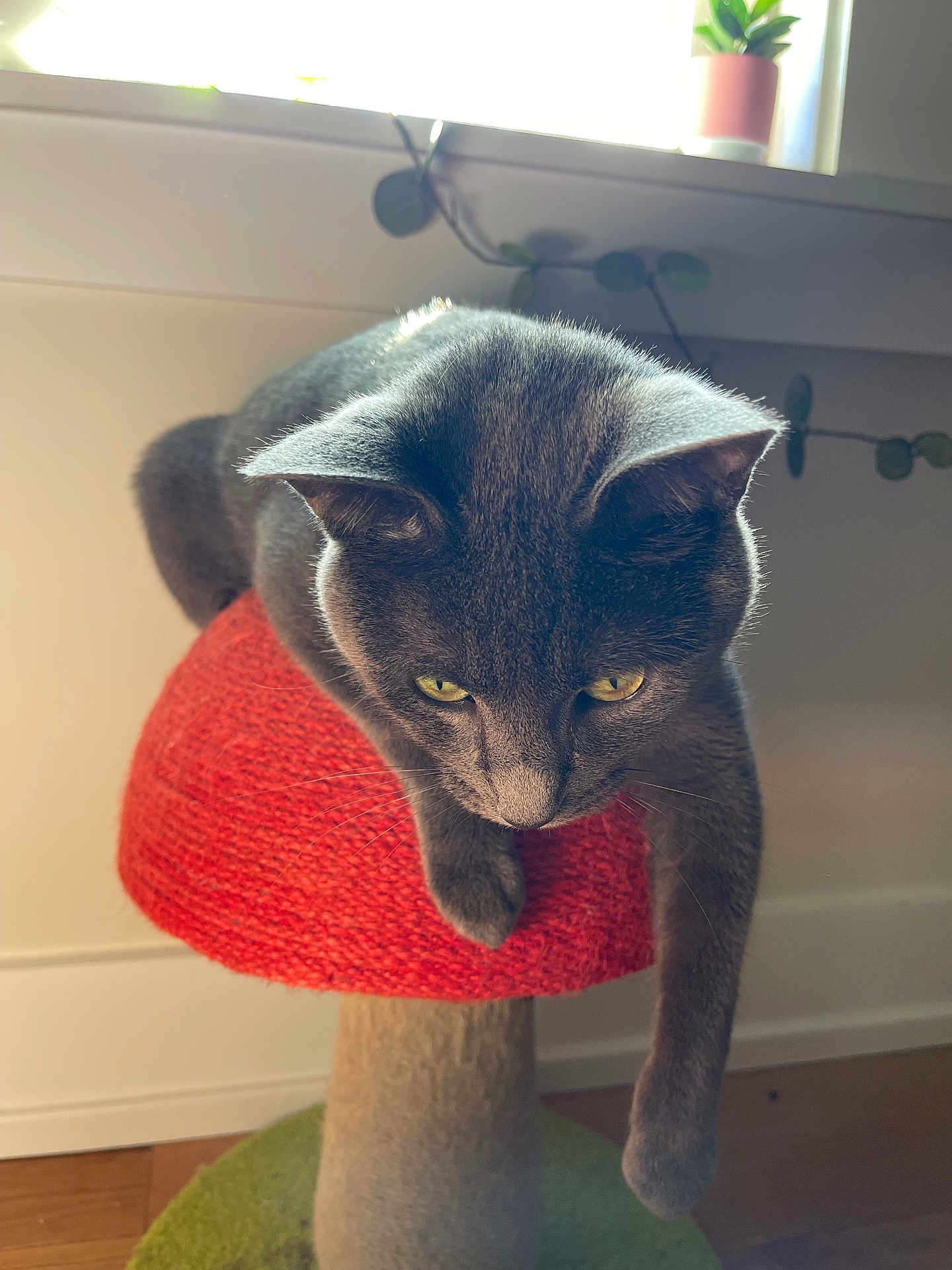 Olive is registered to the contest to win money with this photo: cat, gray_cat, cat_perch, mushroom_shape, red, indoor, window, plant, greenery, fur, pet, relaxed, yellow_eyes, wooden_floor, sunlight, cozy, home, animal, cute, whiskers