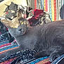 Olive is registered to the contest to win money with this photo: cat, gray_cat, pet, animal, indoor, sunlight, blanket, patterned_blanket, colorful, relaxed, feline, cozy, seat, car_interior, window_light, whiskers, ears, eyes, fur, stretching