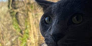 Olive joined the competition — help win amazing prizes! cat, gray_cat, window, window_screen, indoor, animal, pet, green_eyes, whiskers, fur, curious, close_up, nature_background, tree, daylight, sitting, looking_outside, domestic_cat, side_view, portrait