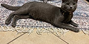 Olive is registered to the contest to win money with this photo: cat, gray_cat, pet, animal, indoor, rug, patterned_rug, fringe, flooring, tile_floor, collar, bells, furniture, legs, alert, resting, lying_down, whiskers, ears, tail