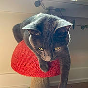 Olive is registered to the contest to win money with this photo: cat, gray_cat, cat_perch, mushroom_shape, red, indoor, window, plant, greenery, fur, pet, relaxed, yellow_eyes, wooden_floor, sunlight, cozy, home, animal, cute, whiskers