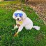 dog, toy_poodle, white_dog, sunglasses, bandana, grass, outdoor, pet, cute, small_dog, sitting, backyard, leaves, shrub, fur, portrait, accessory, playful, lawn, ground