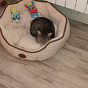 Choupie participe au concours pour gagner de l'argent avec cette photo : cat, tabby, pet_bed, plush_toys, floor, wooden_floor, indoor, resting, cozy, feline, sleeping, fur, striped, toys, comfort, home, radiator, quiet, relaxation, cute
