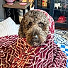 Odin is registered to the contest to win money with this photo: dog, curly_hair, blanket, wrapped_up, portrait, indoors, living_room, cozy, cute, staring, brown_fur, pet, animal, couch, textile, patterned_blanket, flowers, guitar, bookshelf, home_decor