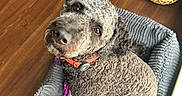 Odin joined the competition — help win amazing prizes! dog, curly_coat, pet, animal, dog_bed, gray_bed, red_collar, collar, indoor, home, wooden_floor, blue_cabinet, woven_lamp, cozy, portrait, looking_at_camera, sitting, fluffy, brown_fur, photography