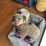 dog, curly_coat, pet, animal, dog_bed, gray_bed, red_collar, collar, indoor, home, wooden_floor, blue_cabinet, woven_lamp, cozy, portrait, looking_at_camera, sitting, fluffy, brown_fur, photography