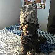 Odin is registered to the contest to win money with this photo: dog, beanie, hat, curly_coat, brown_fur, pet, sitting, bed, bedroom, blanket, quilt, pillow, indoor, portrait, sunlight, cozy, funny, costume, knitted, bulletin_board