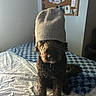 dog, beanie, hat, curly_coat, brown_fur, pet, sitting, bed, bedroom, blanket, quilt, pillow, indoor, portrait, sunlight, cozy, funny, costume, knitted, bulletin_board