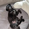 Odin is registered to the contest to win money with this photo: dog, black_dog, curly_coat, pet, animal, couch, sofa, cushion, indoor, home, relaxed, lying_down, upside_down, belly_up, playful, sleeping, furry, portrait, close_up, funny_pose