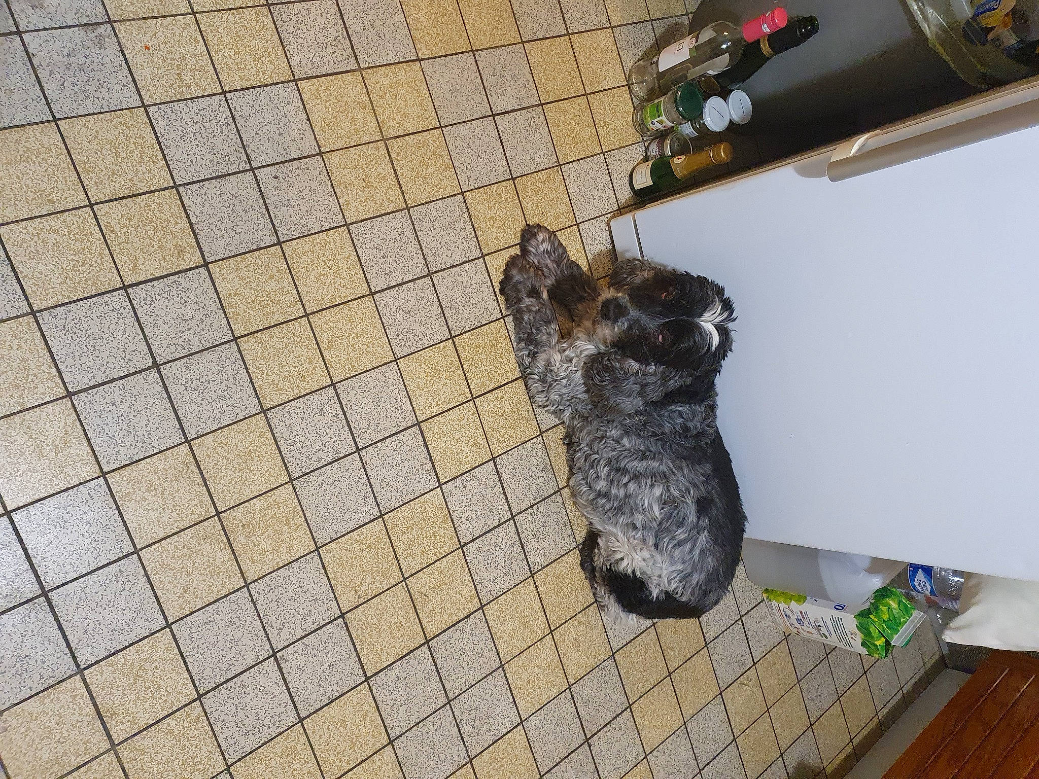 Gwendy a rejoint le concours — aidez-le/la à gagner de superbes lots ! canidae, carnivore, companion_dog, dog, dog_breed, floor, flooring, fur, laminate_flooring, pet_supply, snout, sporting_group, tile, tile_flooring, water_dog, working_animal, working_dog