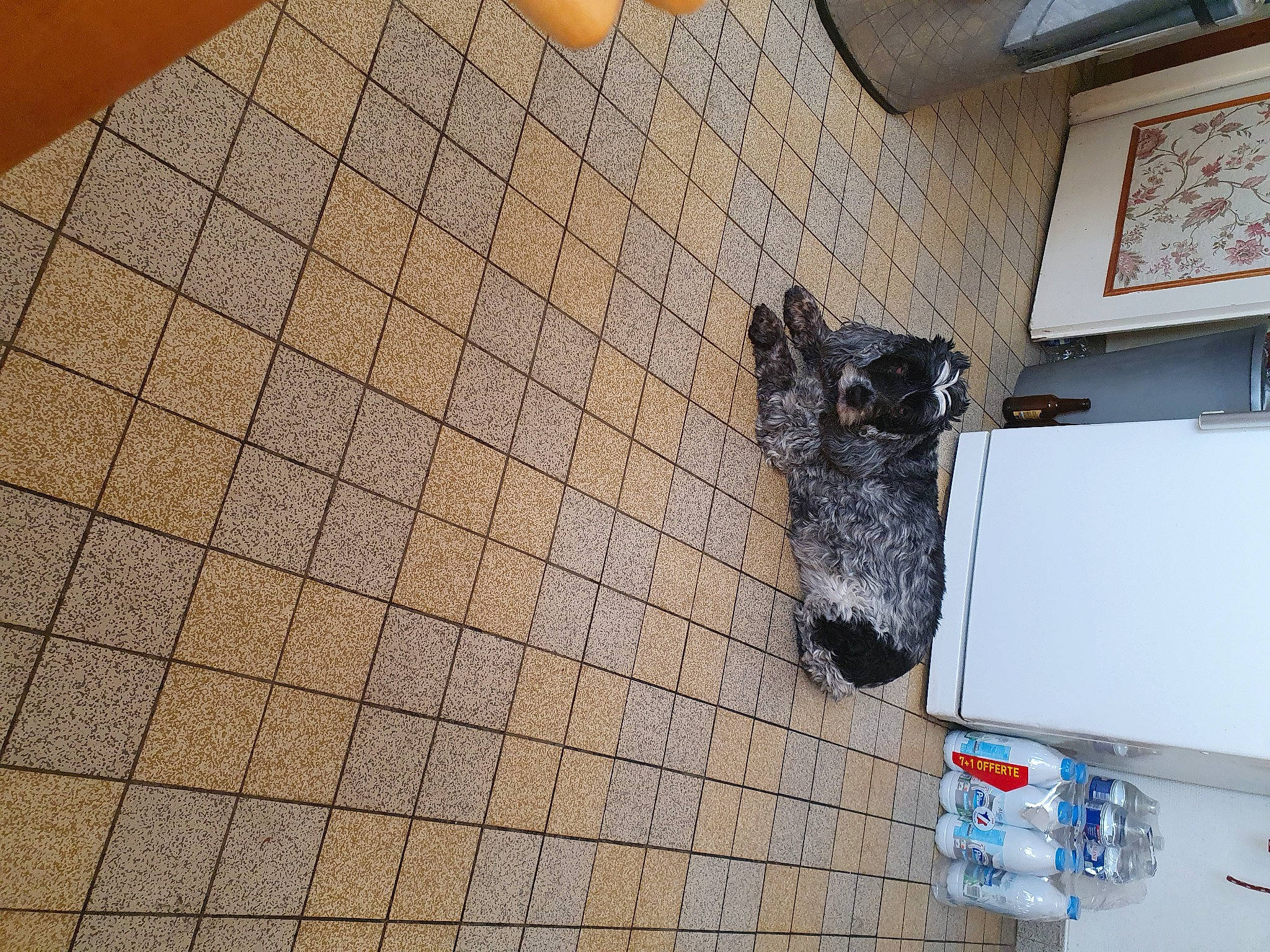 Gwendy participe au concours pour gagner de l'argent avec cette photo : composite_material, concrete, dog_breed, felidae, floor, flooring, fur, hardwood, pattern, picture_frame, rectangle, road_surface, room, shadow, small_to_medium_sized_cats, snout, tile, tile_flooring, wood, working_animal