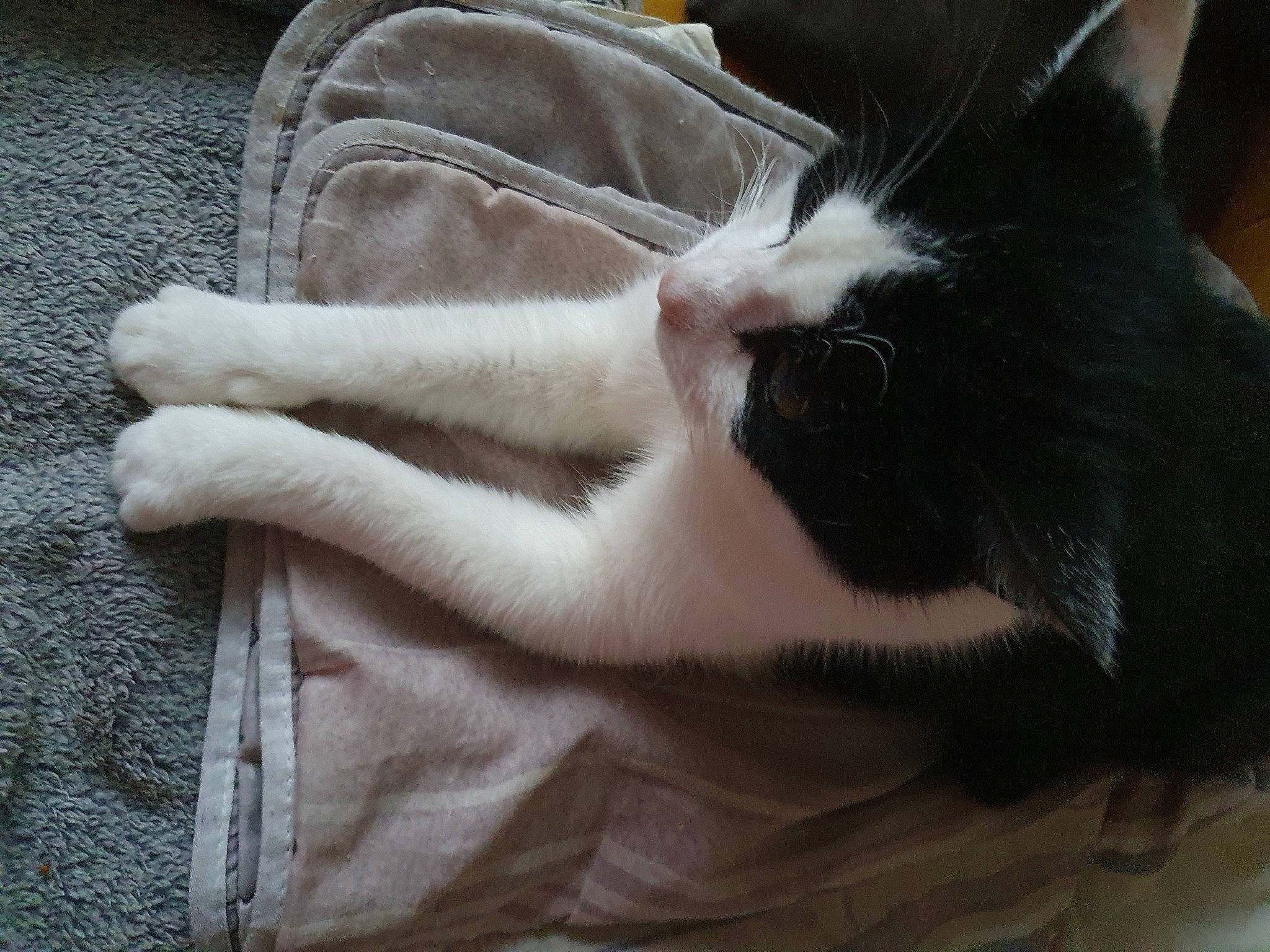 Noisette participe au concours pour gagner de l'argent avec cette photo : beige, carnivore, cat, comfort, felidae, fur, paw, small_to_medium_sized_cats, snout, terrestrial_animal, vertebrate, whiskers