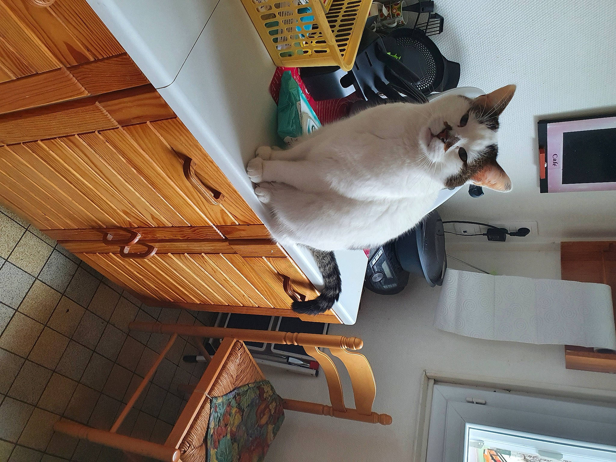 Félix a rejoint le concours — aidez-le/la à gagner de superbes lots ! balinese, carnivore, cat, collar, display_device, domestic_short_haired_cat, felidae, flat_panel_display, hardwood, lumber, plywood, siamese, small_to_medium_sized_cats, thai, tonkinese, vertebrate, whiskers, wood_stain