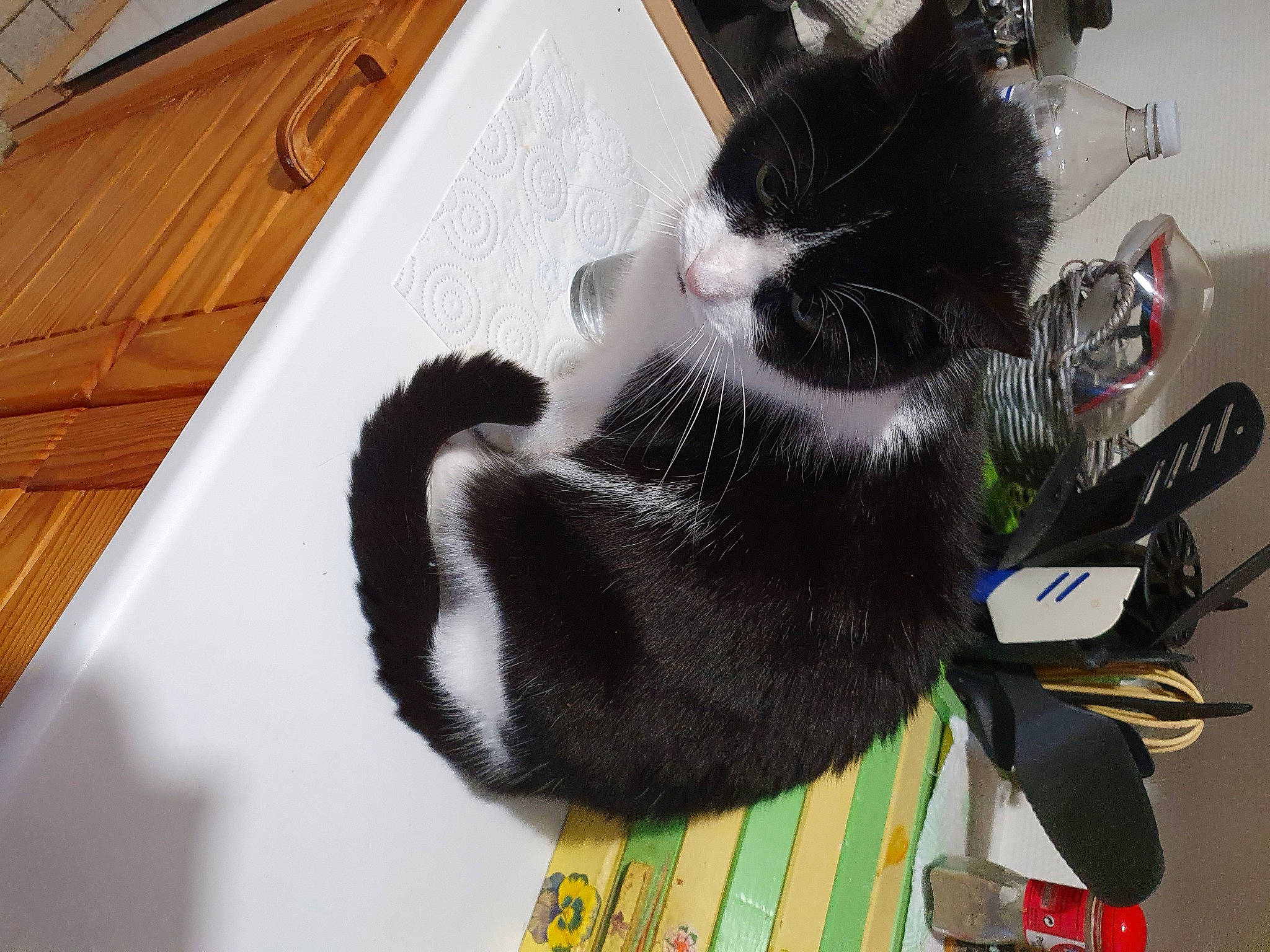 Jade participe au concours pour gagner de l'argent avec cette photo : carnivore, cat, domestic_short_haired_cat, felidae, fur, home, kitchen_utensil, pet_supply, plank, plywood, small_to_medium_sized_cats, snout, varnish, vertebrate, whiskers, wood_stain