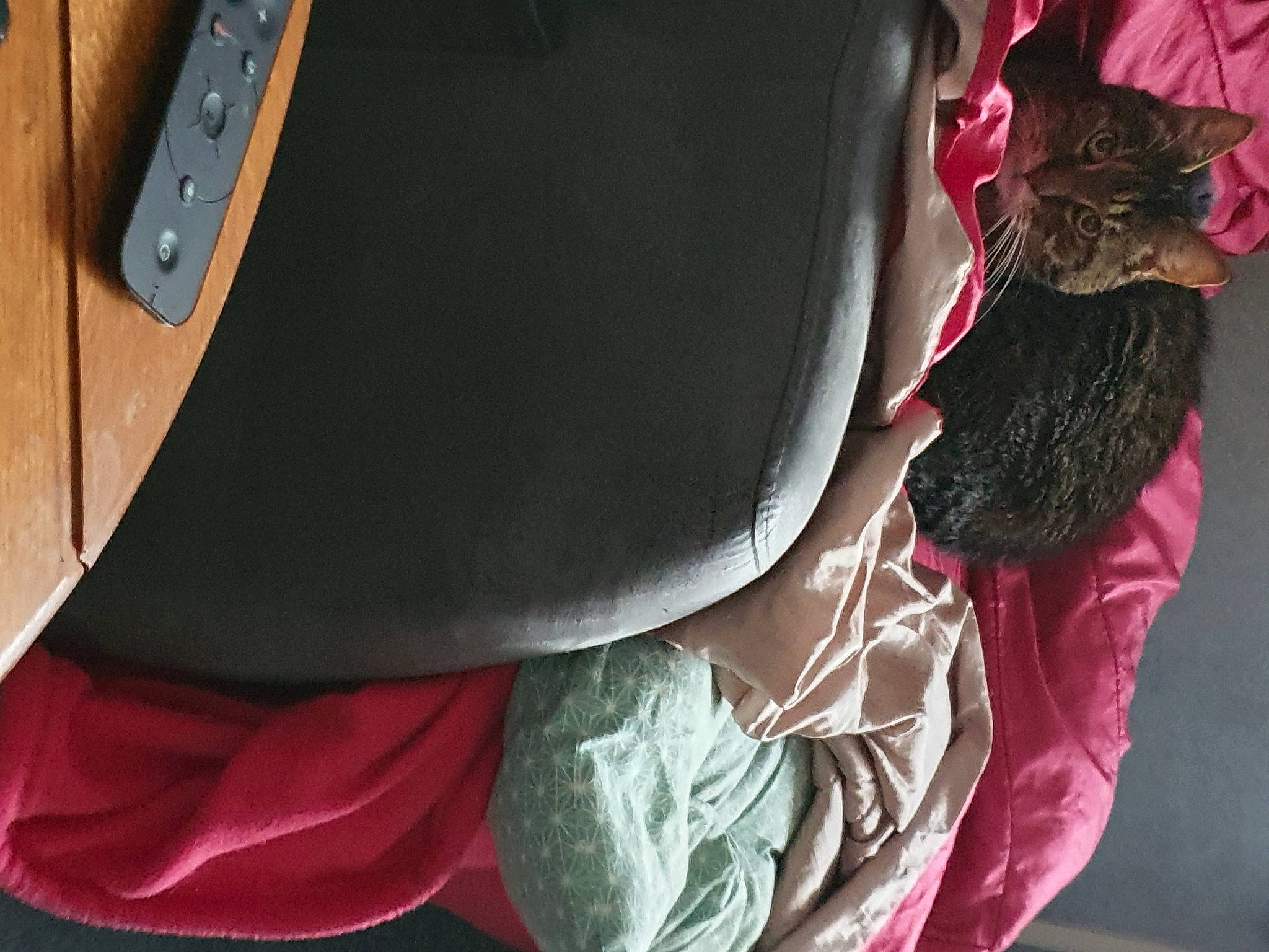 Amos a rejoint le concours — aidez-le/la à gagner de superbes lots ! carnivore, cat, felidae, magenta, pink, small_to_medium_sized_cats