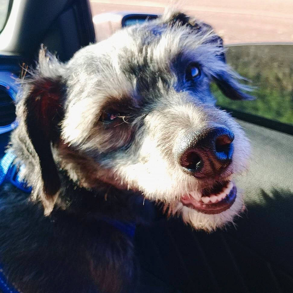 Thor joined the competition — help win amazing prizes! art, canidae, carnivore, companion_dog, dog, dog_breed, dog_collar, electric_blue, eye, fang, fur, happy, iris, smile, snout, sporting_group, terrestrial_animal, whiskers, working_animal, working_dog