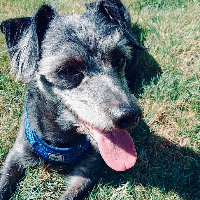 Thor is registered to the contest to win money with this photo: canidae, carnivore, companion_dog, dog, dog_breed, electric_blue, eye, grass, plant, sporting_group, terrestrial_animal, whiskers, working_animal, working_dog